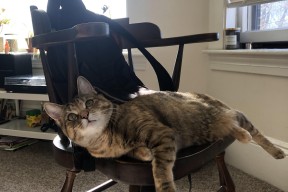 华体会网址-摩洛哥超新星帕尔默末节救主，补时绝杀震撼世界冠军巴西