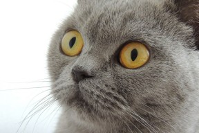 华体会下载-格列兹曼的节奏魔法，威尔士绝境中的玻利维亚逆转之战