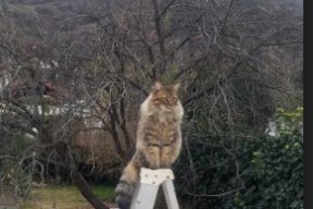 华体会网址-利刃出鞘！杰伦·格林砍赛季新高 掘金魔鬼主场终结猛龙